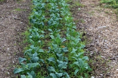 08c-22-wandelingGooilust-Jagtlust_moestuin