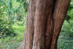 19-Gooilust_boomTuja_fotoGvdSijde_1800