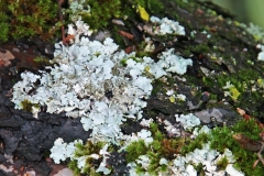 05-0941_korstmossen_b1600_fotoGvdS