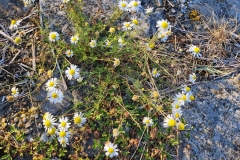 04-Wieringen-West-composiet_1800_fotoGvdS